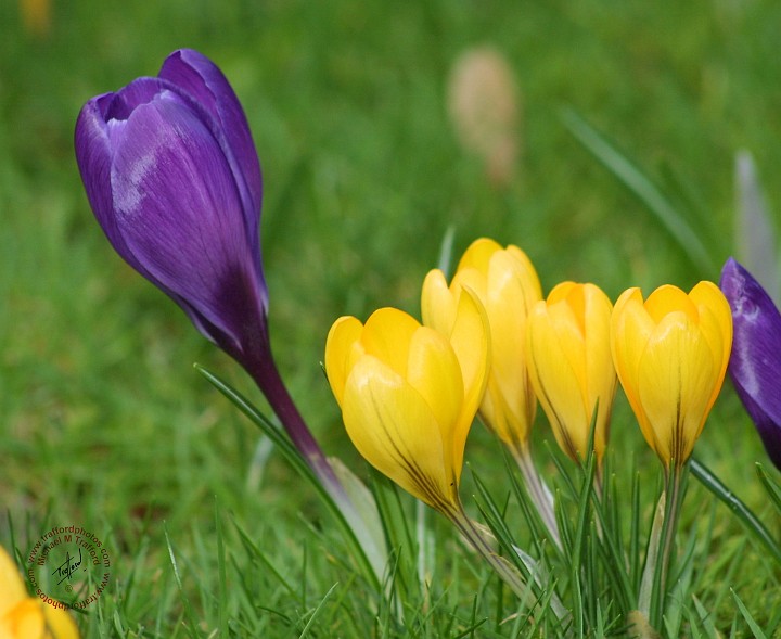 Crocus 8P032D-22.JPG